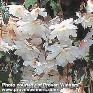 Begonia Illumination White